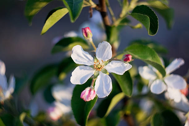 Cтоковое фото Яблочный цветок