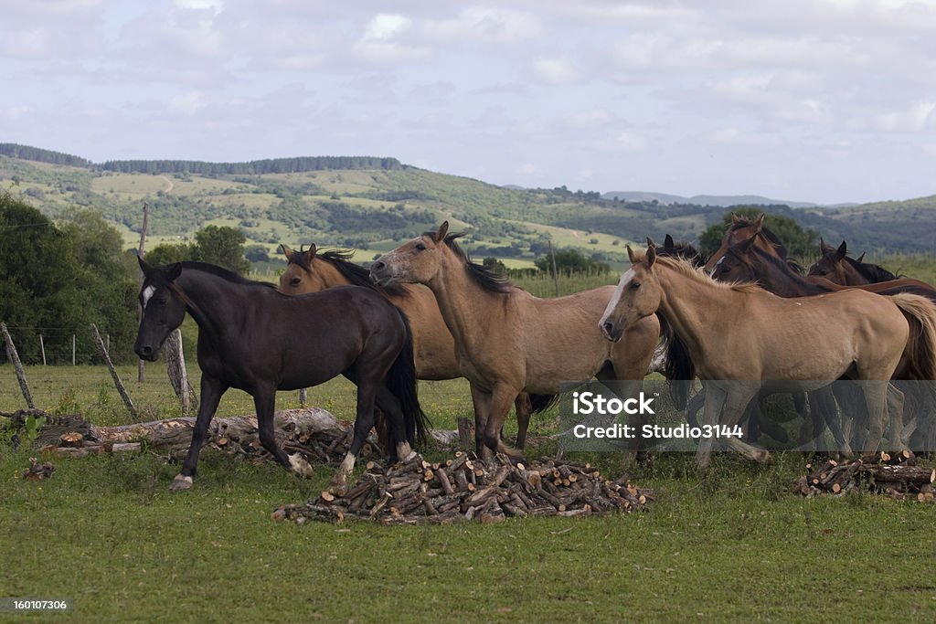Cavalos - Foto de stock de Brasil libre de derechos