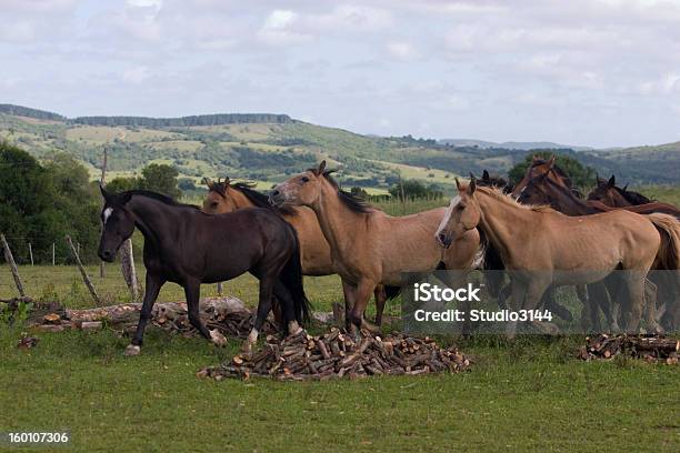 Cavalos Foto de stock y más banco de imágenes de Brasil - Brasil, Caballo - Familia del caballo, Aire libre