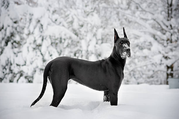 Great Dane in a snow covered setting A gorgeous black Great Dane looking at the viewer in a snow covered field with snowy trees in the distance great dane stock pictures, royalty-free photos & images