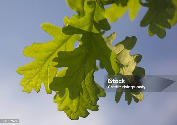 Eiche Blätter Stockfoto und mehr Bilder von Baum - Baum, Blatt - Pflanzenbestandteile, Blau