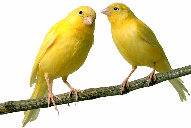 Yellow canaries on a branch on a white background
