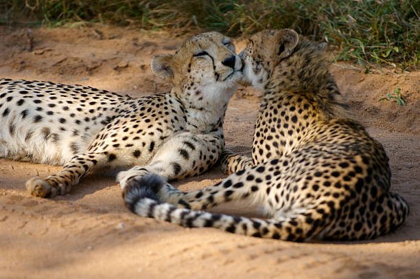 Cheetah Love 1 stock photo