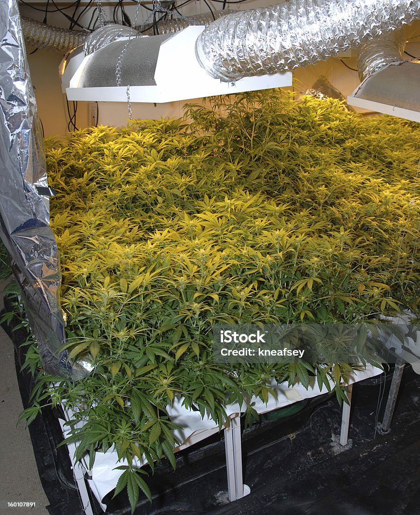 Marijuana illegale fabbrica - Foto stock royalty-free di Attrezzatura per illuminazione
