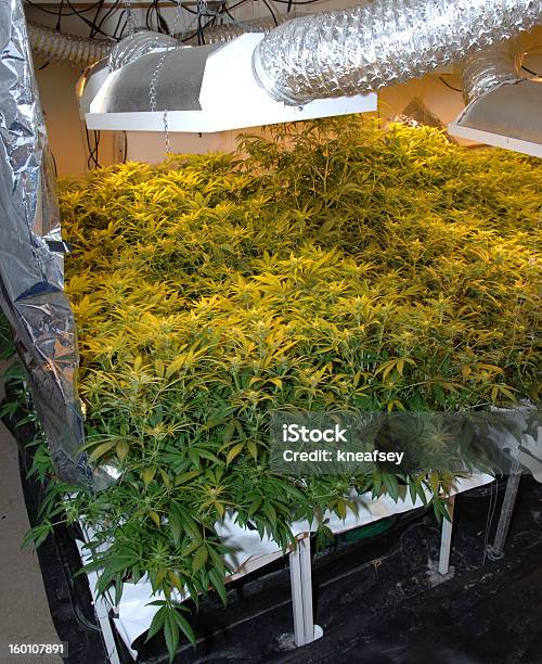 Marijuana Illegale Fabbrica - Fotografie stock e altre immagini di Attrezzatura per illuminazione - Attrezzatura per illuminazione, Botanica, Composizione verticale