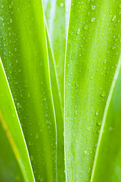 istock Waterdrops on green leaves 160108050