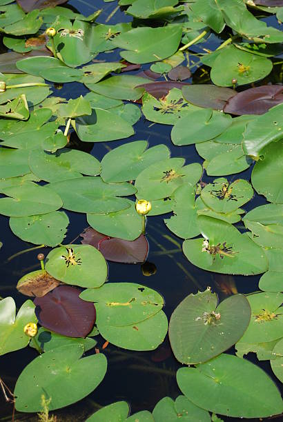 istock Water lilys in the everglades 160108144
