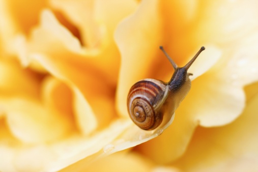 Small snail on yellow rose petals.