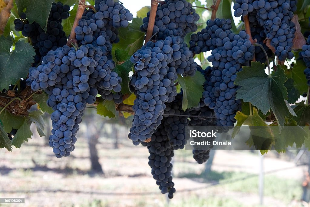 blue grape clusters hanging from vines blue grape clusters hanging from vines ready to be harvested from a California vineyard. Anderson Valley Stock Photo