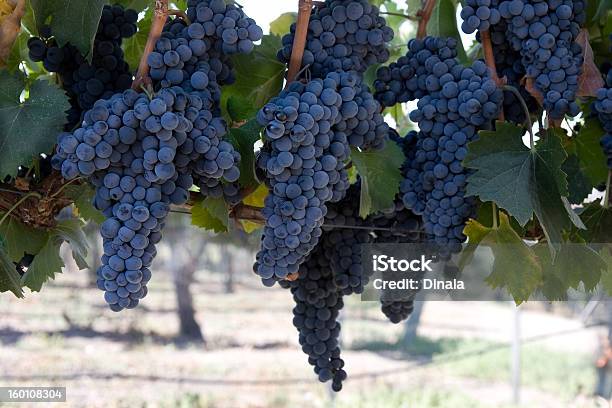 Blue Grape Clusters Hanging From Vines Stock Photo - Download Image Now - Anderson Valley, Kern County, Agriculture
