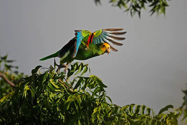 Photo of Yellow-shouldered Parrot (Amazona barbadensis)