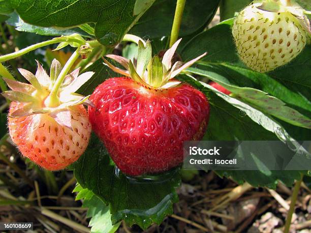 Foto de Tempo De Morango e mais fotos de stock de Agricultura - Agricultura, Celeiro, Cena Rural