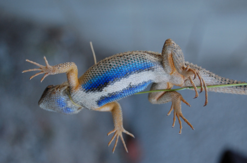 Taking a blue belly lizard for a walk.  Close-up of the underbelly. Amazing blues!