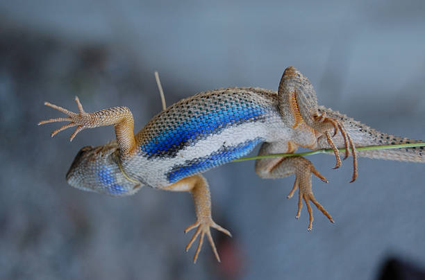 60+ Blue Belly Lizard Stock Photos, Pictures & Royalty-Free Images