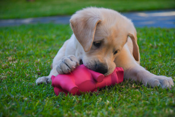 istock golden dog with rubber toy 1601088742