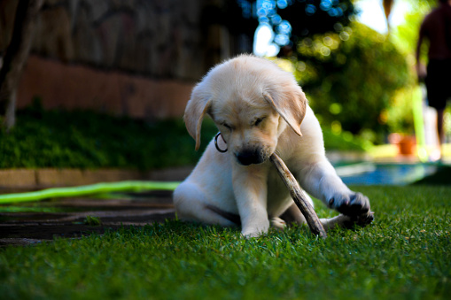Golden puppy dog in the grass. Guide dog puppy playing in the grass