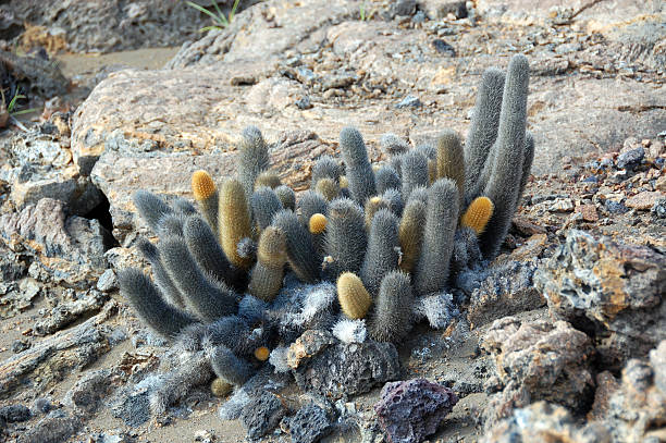 Lava Cactus in the Galapagos stock photo
