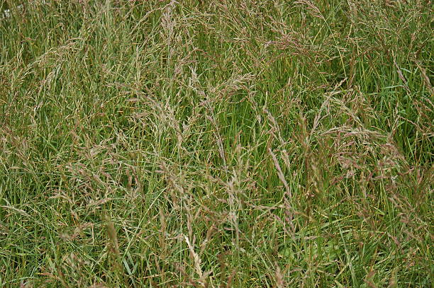 Tall Wild Grass stock photo