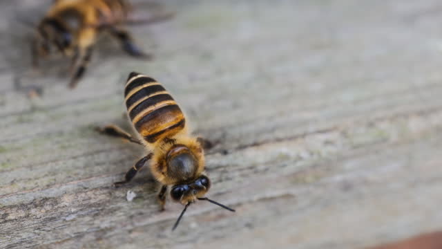 Bees are working hard to death