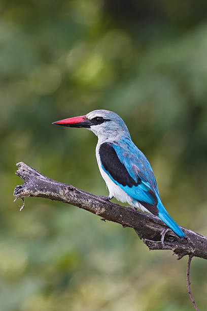 istock Woodland Kingfisher 160109212