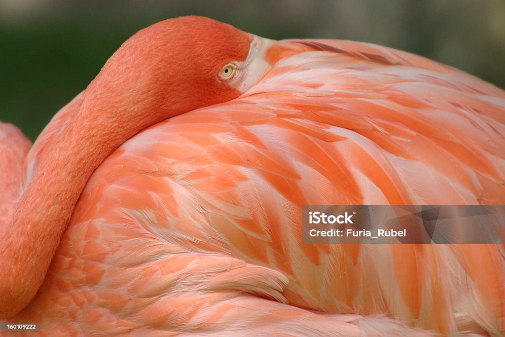 Chambre Flamingo - Photo de Bec libre de droits