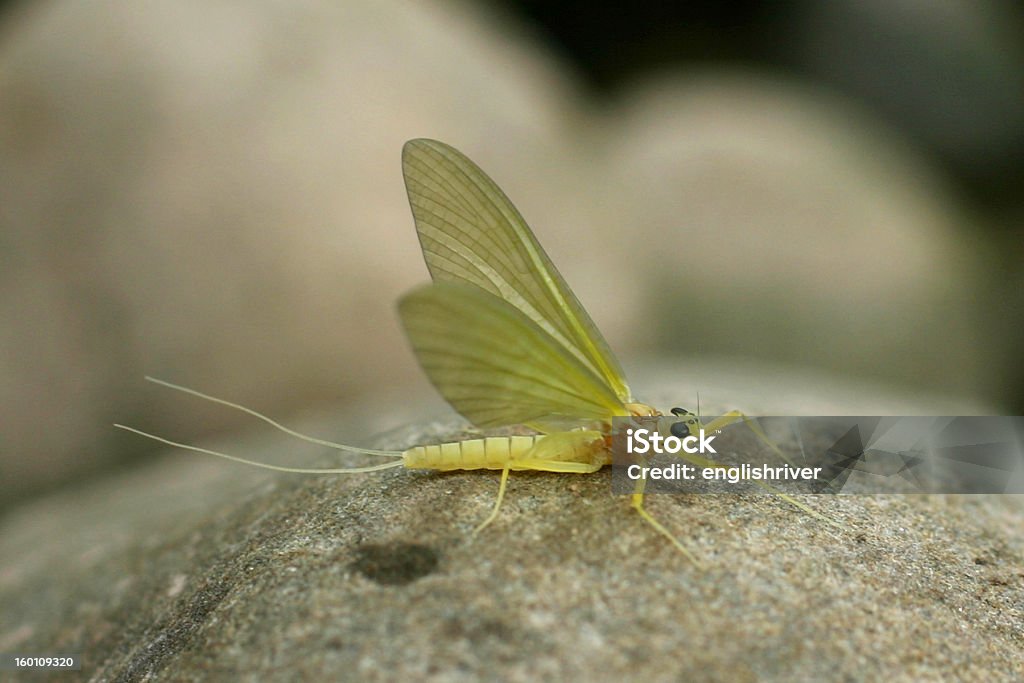 Adult Yellow Mayfly - Heptagenia sulphurea Small, perfectly formed Yellow Mayfly rests on a riverside stone. Adult Stock Photo