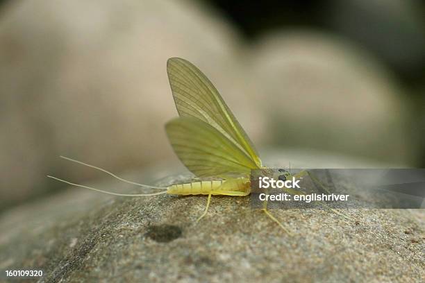 Adult Yellow Mayfly Heptagenia Sulphurea Stock Photo - Download Image Now - Adult, Emergence, Female Animal
