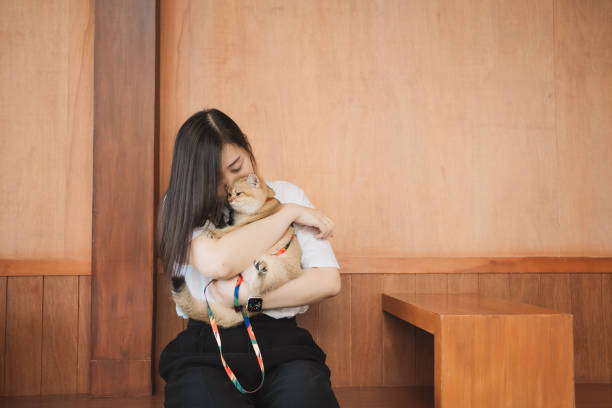 mulher asiática sorri e feliz durante a brincadeira com seu gato britânico de ouro no café - white domestic cat ginger kitten - fotografias e filmes do acervo