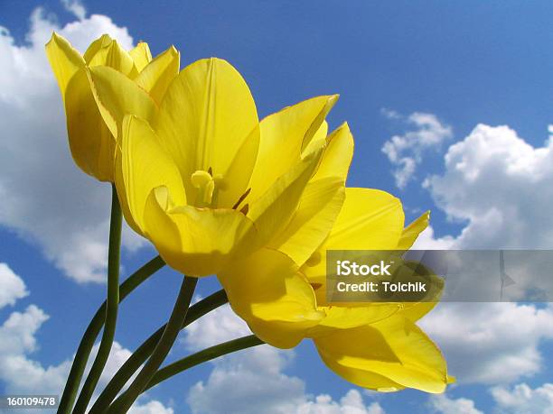 Tulipanes Amarillos Foto de stock y más banco de imágenes de Belleza - Belleza, Belleza de la naturaleza, Buqué