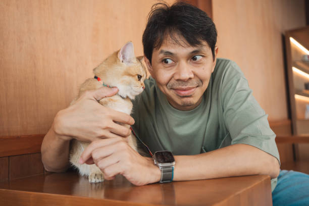 homem asiático sorri e feliz durante a brincadeira com seu gato britânico dourado no café - white domestic cat ginger kitten - fotografias e filmes do acervo