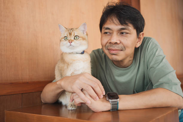 homem asiático sorri e feliz durante a brincadeira com seu gato britânico dourado no café - white domestic cat ginger kitten - fotografias e filmes do acervo