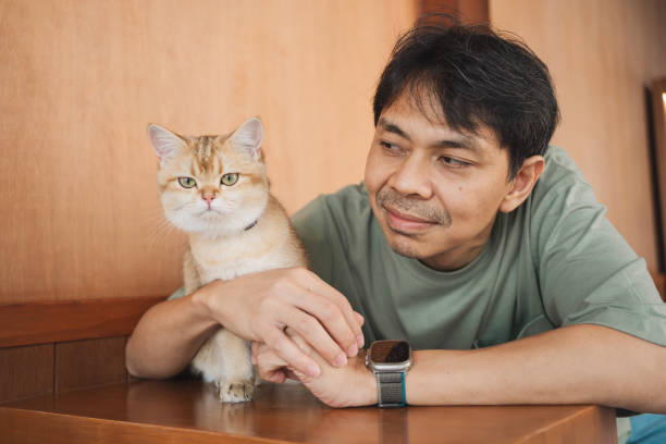 homem asiático sorri e feliz durante a brincadeira com seu gato britânico dourado no café - white domestic cat ginger kitten - fotografias e filmes do acervo