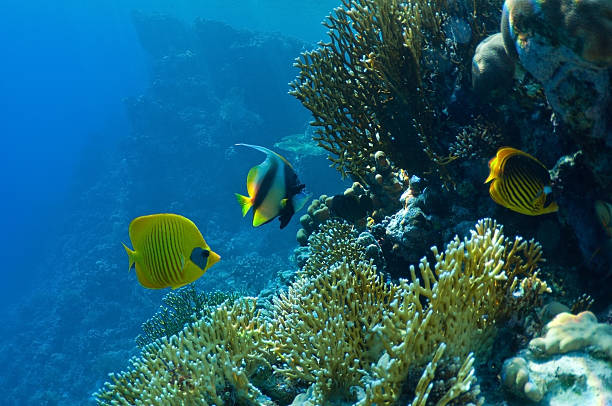 コーラルや魚 - beauty in nature coral angelfish fish ストックフォトと画像