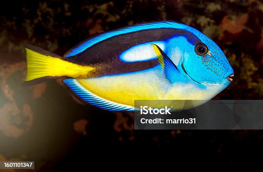 istock Blue Tang Fish Tropical Fish 1601101347