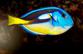 Blue Tang Fish Tropical Fish