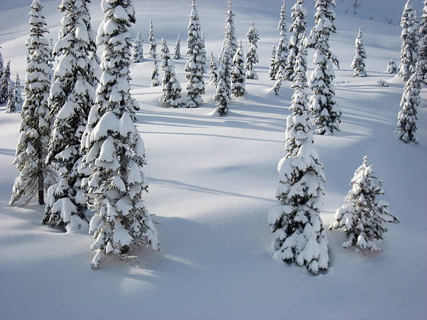 Snow covered trees in a snowy field
