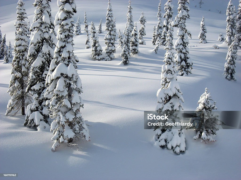 Neve coberta de árvores em um campo NevadasComment - Royalty-free Fernie Foto de stock