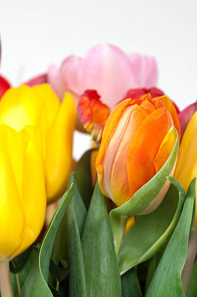 Beautiful tulips stock photo