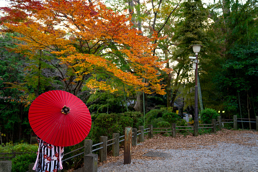 Woman Wearing kimono holding red umbrella stand under maple tree