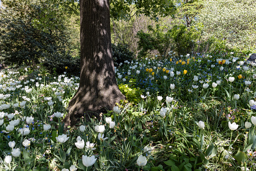 A beautiful garden filled with white tulips green plants and a tree at Central Park in New York City during spring