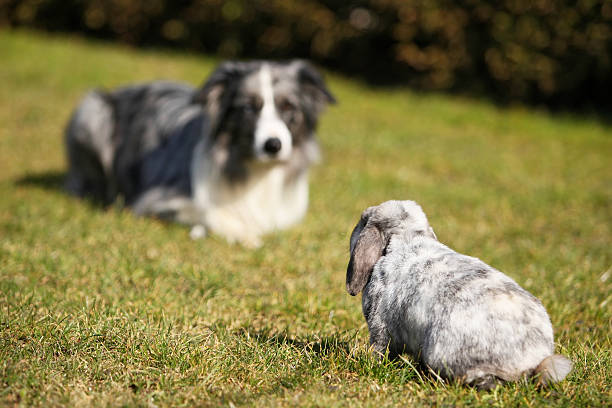 Cane coniglio rispetto - foto stock