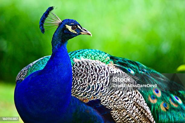 Beautiful Photo Of A Regal Male Peacock Stock Photo - Download Image Now - Peacock, Profile View, Animal