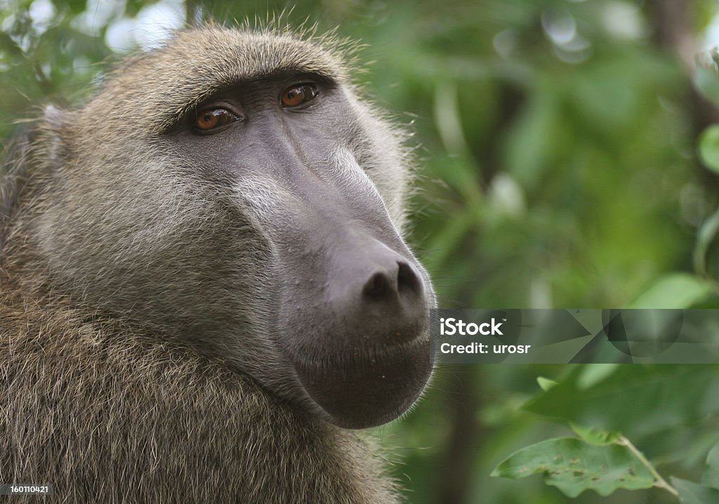 African Babbuino - Foto stock royalty-free di Africa