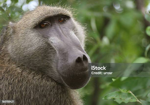 African Babbuino - Fotografie stock e altre immagini di Africa - Africa, Ambientazione esterna, Animale