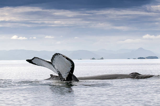 Two Humpback Whales in Alaska Frederick Sound stock photo