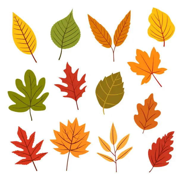 Vector illustration of Set of colorful autumn leaves isolated on white background.