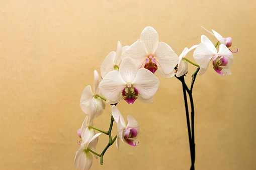 ORCHIDS