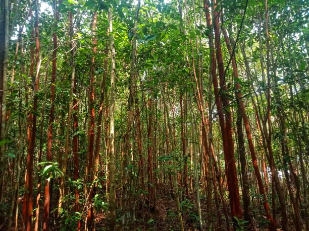 istock Lush Pelawan Forest in Namang, Central Bangka. 1601105797
