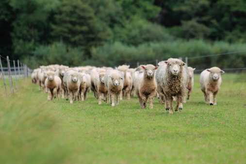 Crowd of sheep.