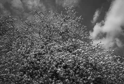 Cluster of white Spring flowers against the sky in monochrome